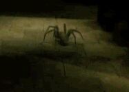 Youngaragog.jpg