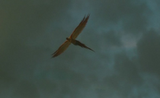 PrinceFawkes.png