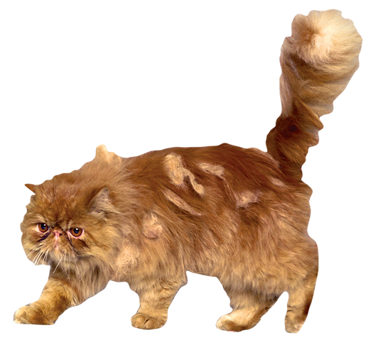 File:Crookshanks FH.png
