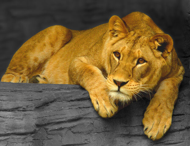 File:Lioness, Olomouc.jpg