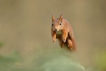 Red-squirrel-male-jumping