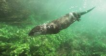 Otter