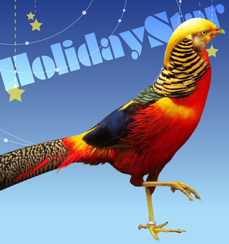 File:HolidayStar.jpg