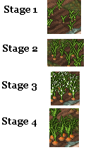 Carrot stages