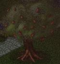 File:Apple Tree.jpg