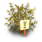 File:Coffee Bush Revival.png
