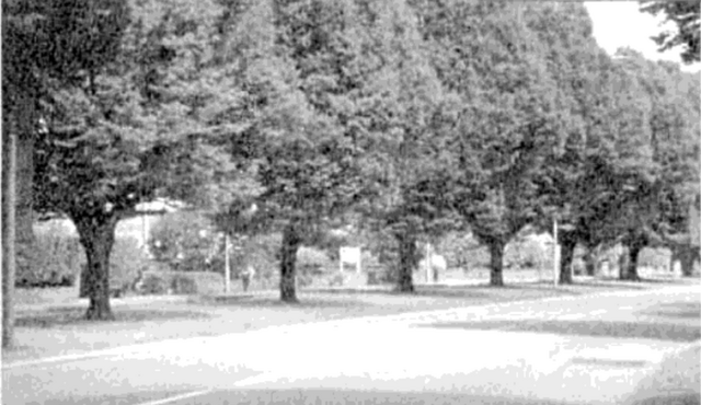 File:Sunderland Avenue.png