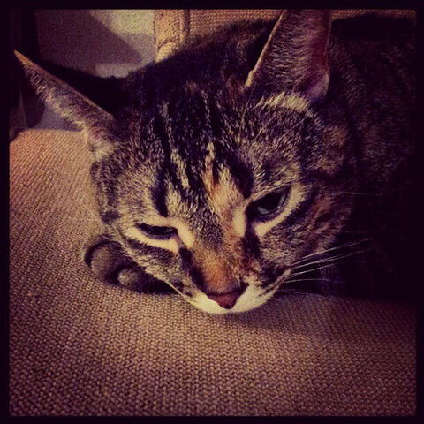 File:I'm almost sleeping, Mommy! -tabbycat, -catsconnect....jpg