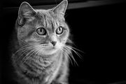 Grey Cat
