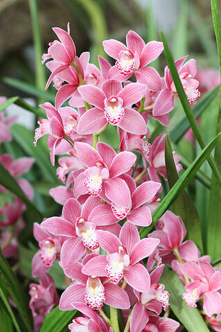 File:Cymbidium Hybride.jpg