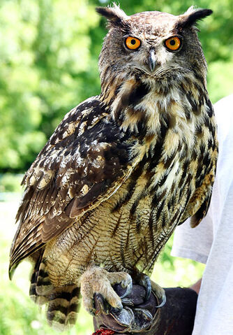File:Owl Form.jpg