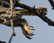 Pygmy-owl-talo