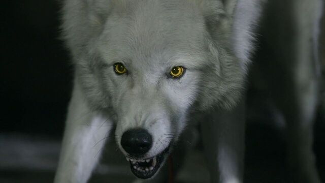 File:Hemlockgrove112-502.jpg