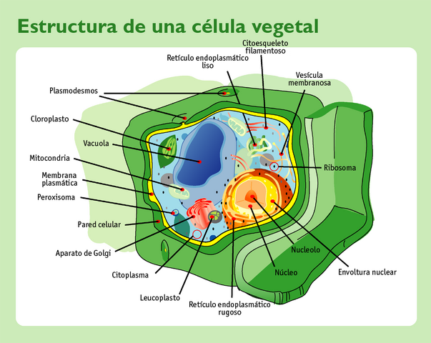 Archivo:CelVeget.png