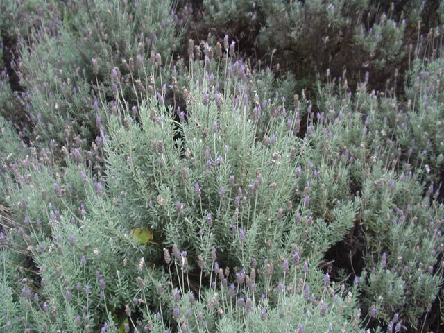 Archivo:Lavanda 1.jpg