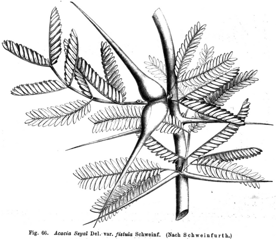 Archivo:Schweinfurth-Acacia seyal Taub66.png