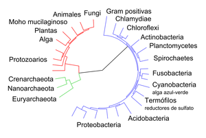 Árbol genealógico simplificado.png