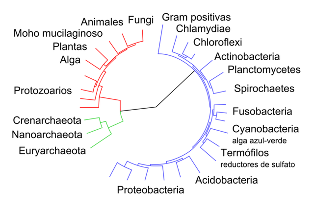 Archivo:Árbol genealógico simplificado.png