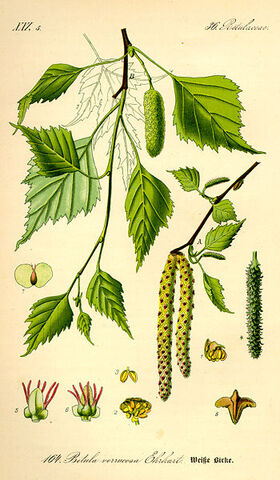 Archivo:Thome Betula pendula.jpg
