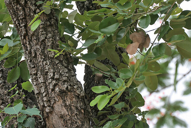 Archivo:JMGard Pterocarpus santalinus.jpg