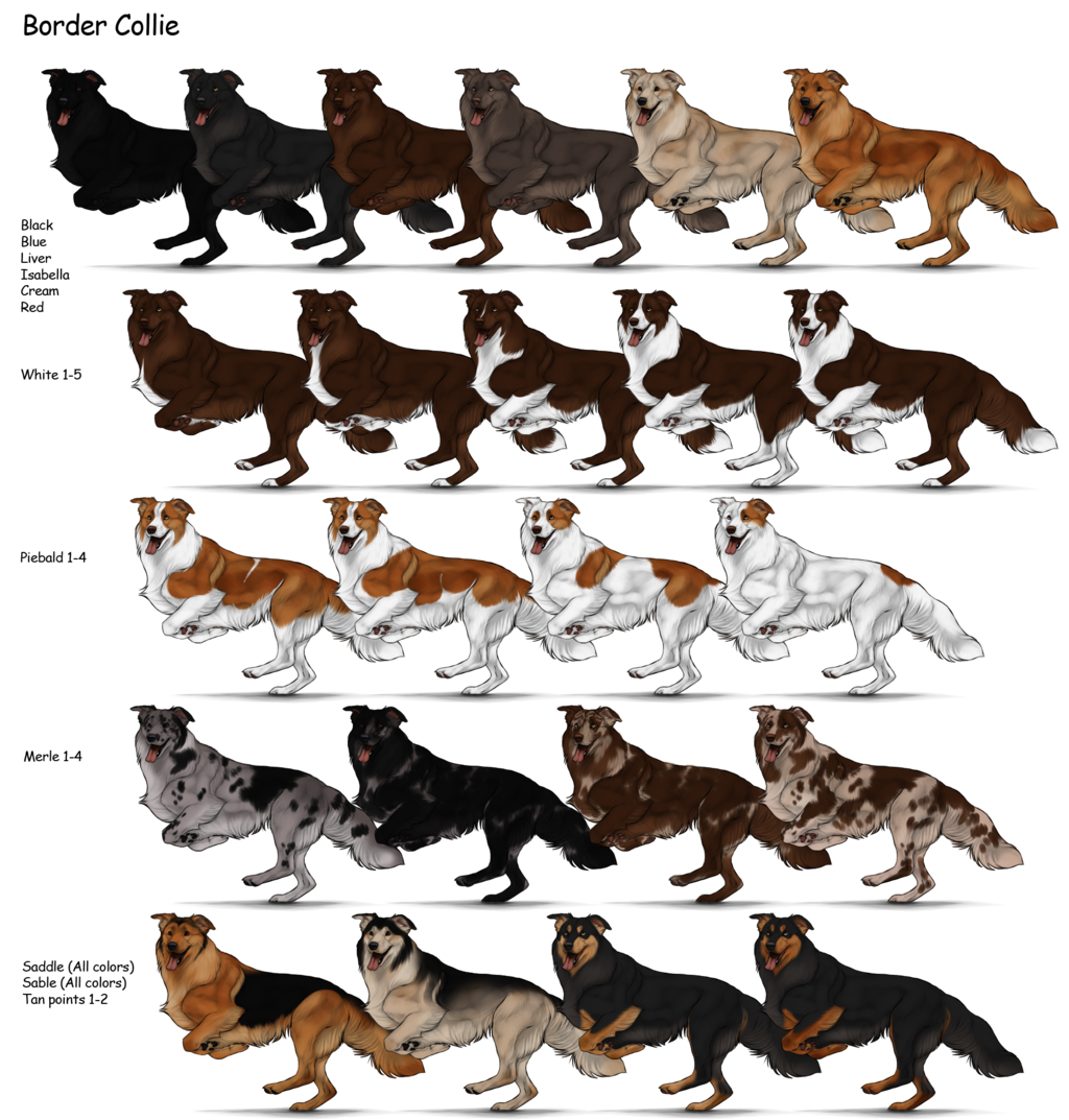 Border Collie Herding Dog Farms Game Wikia FANDOM powered by Wikia