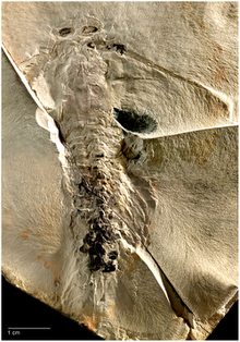 Tesnusocaris goldichi