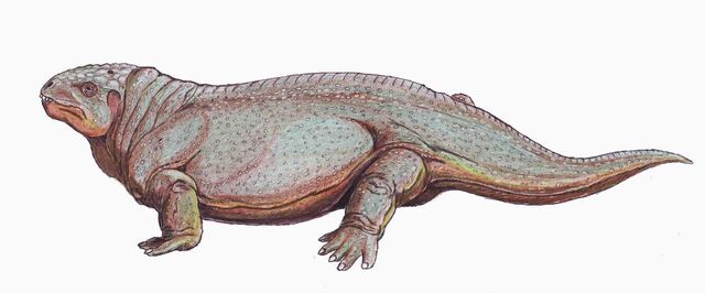 File:Diadectes1DB.jpg