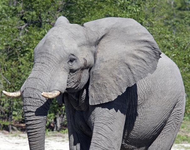 File:Elephant.jpg