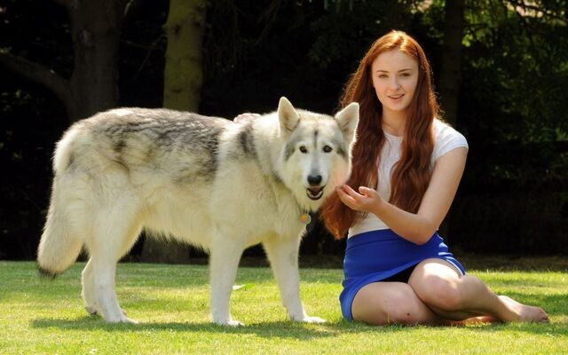 Archivo:Sophie-Turner-With-a-White-Wolf-Game-of-Thrones-Wallpaper.jpg