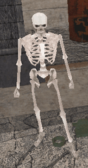 Skeleton