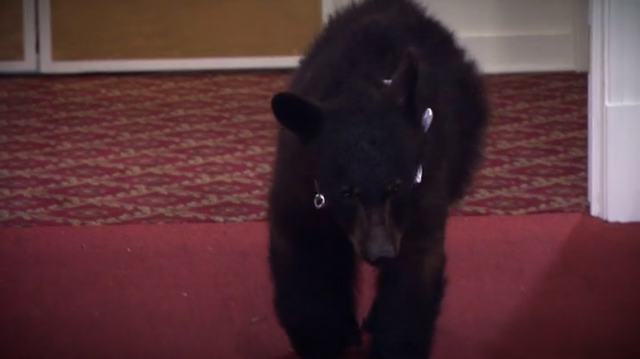 File:Theringbearisreal.png