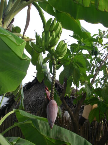 File:All of panama 085.jpg