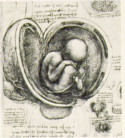 File:Leo da vinci.jpg