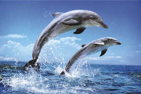 Bilderesultat for dolphins