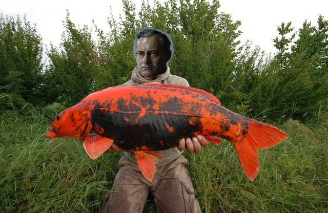 File:Krebswithfish.png