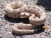 Rattlesnakeholes