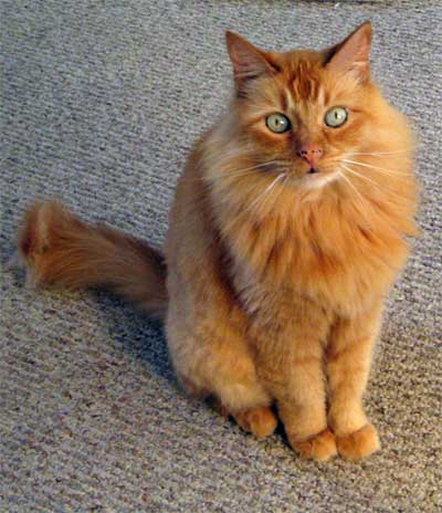 File:Cat orange.jpg