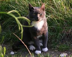 File:Lightpaw1.jpg