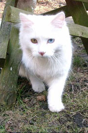 Whitestar