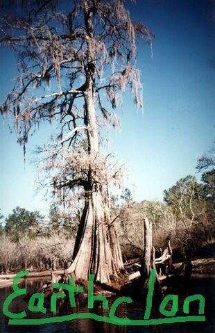 File:Cypress tree-Earthclan.jpg