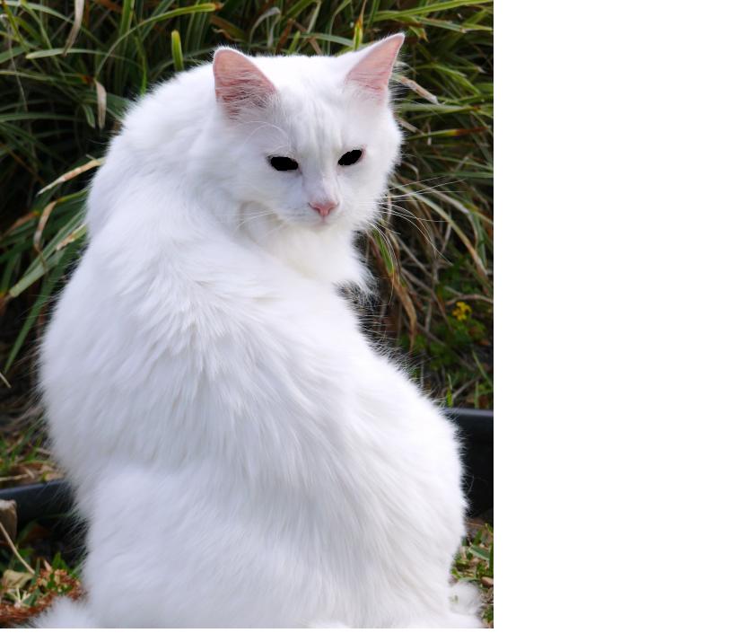 Image - White cat with black eyes.jpg | Holly Wiki | FANDOM ...