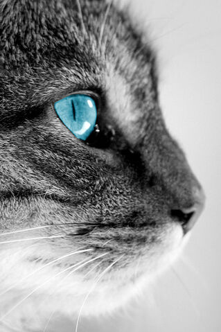 File:Featherkit.jpg
