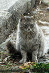 File:Moonpelt.jpg