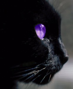 File:Black cat violet eyes.jpg