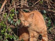 Ginger Cat