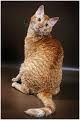 File:Cat5NTC.jpg