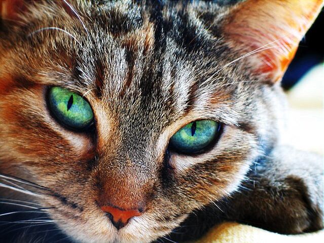 File:Mapletail.jpg