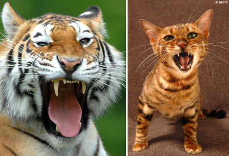File:Tigerkit.jpg