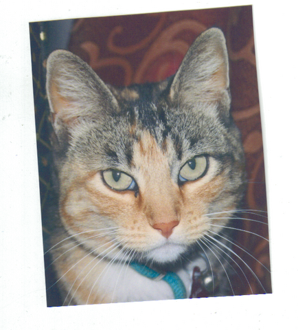 File:Amberheart.png