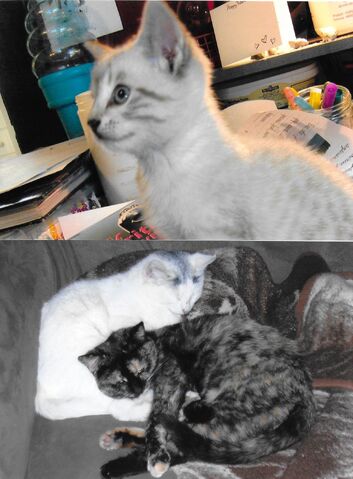 File:Cats.jpg